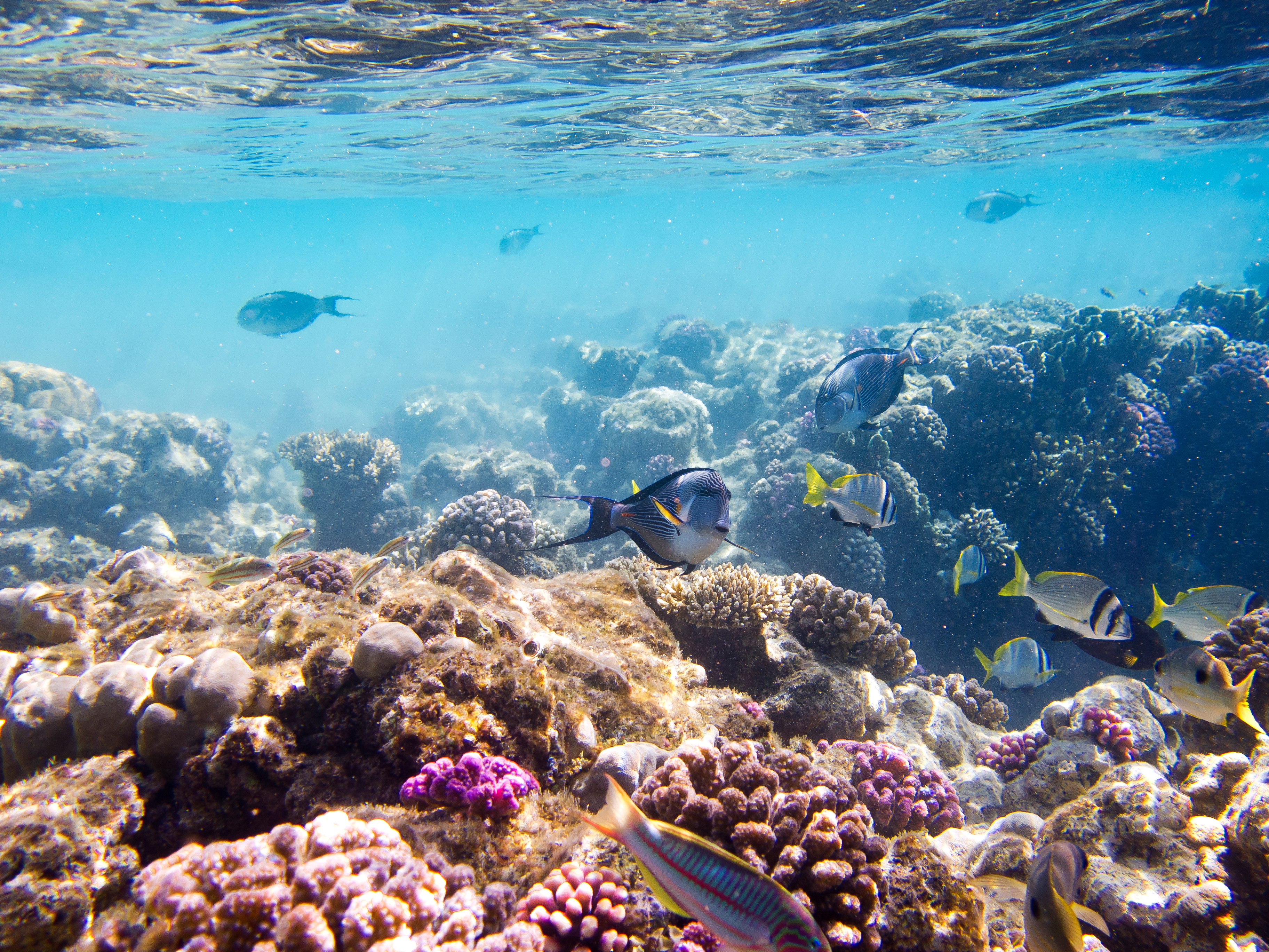 تنوع الثروة البحرية في البحر الأحمر