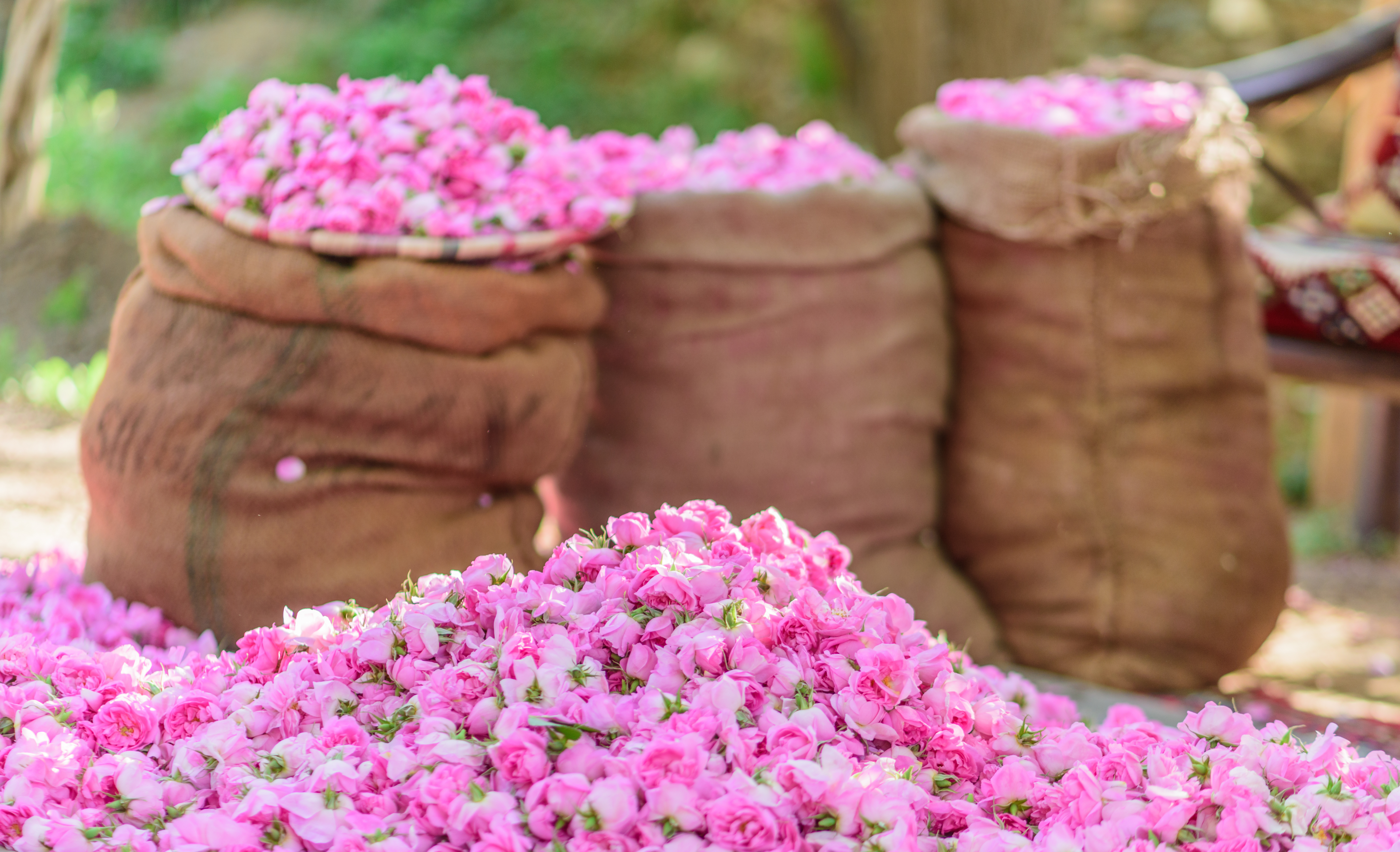 ورد الطائف ضمن قائمة اليونسكو للتراث الثقافي