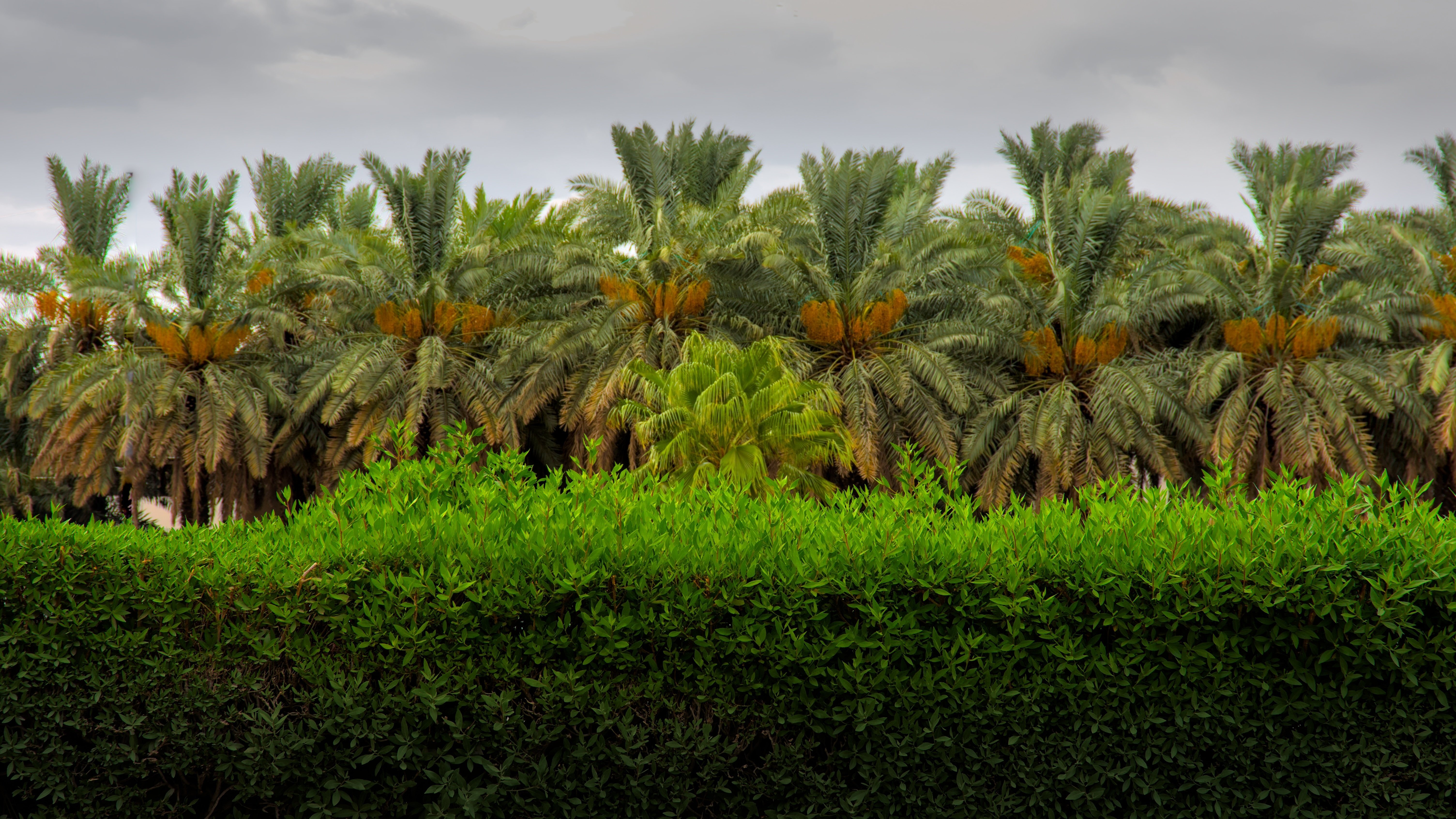 واقع القطاع الزراعي السعودي و أبرز المحاصيل الزراعية التي تشتهر بها المملكة