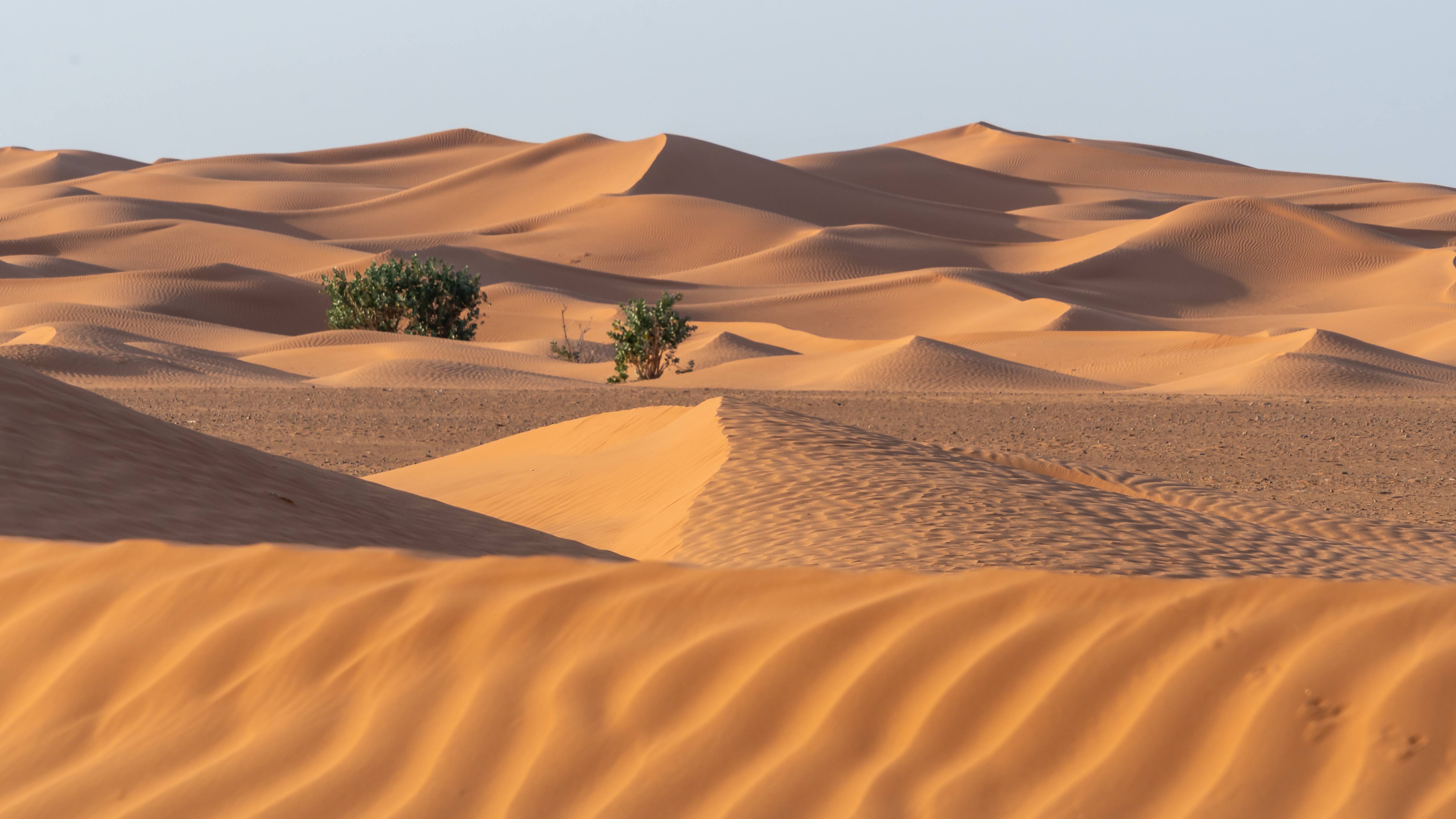 كيف تخطط السعودية لمكافحة التصحر؟