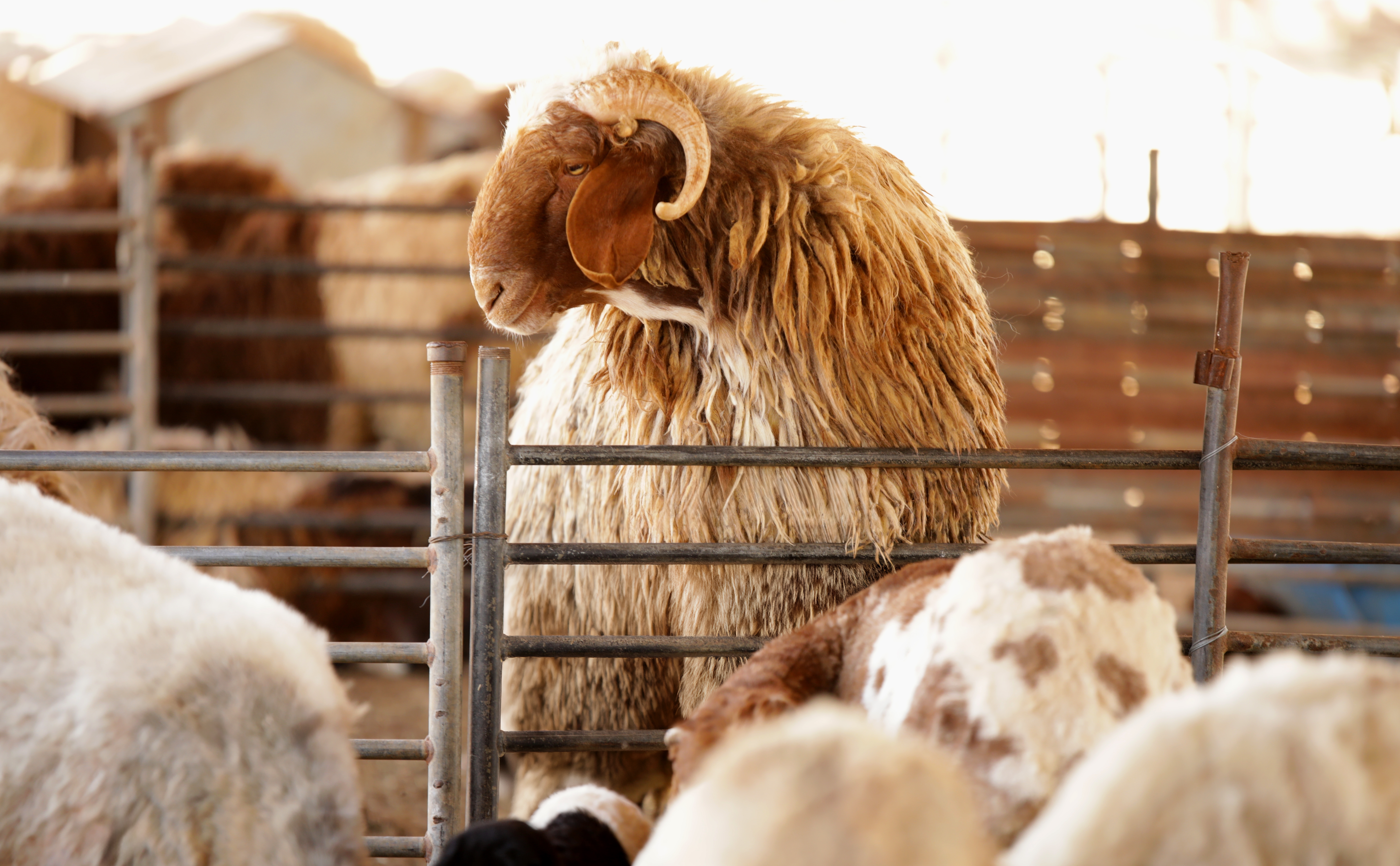 الثروة الحيوانية في السعودية وتقنيات الرعاية الحديثة