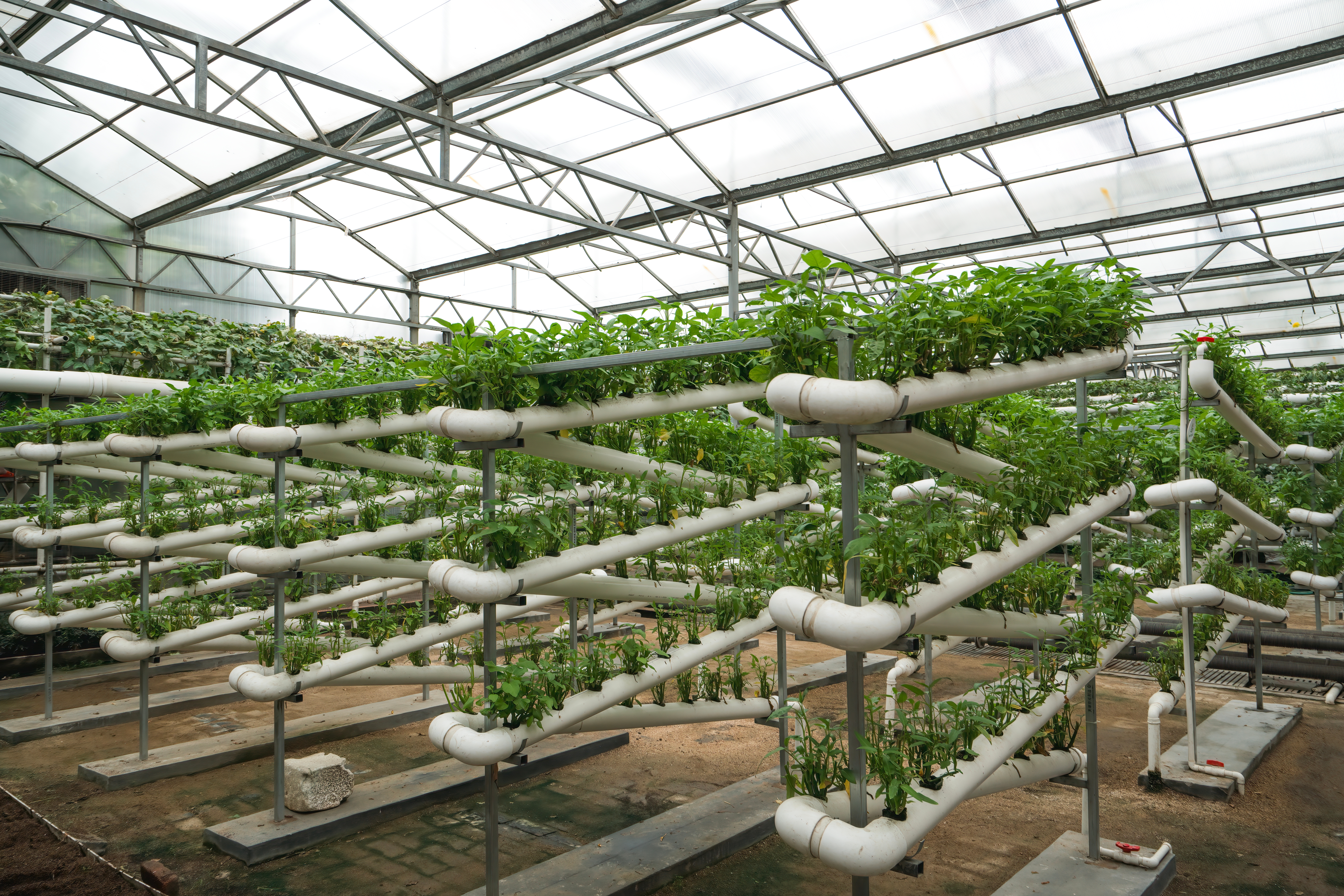 الزراعة العمودية في المملكة العربية السعودية