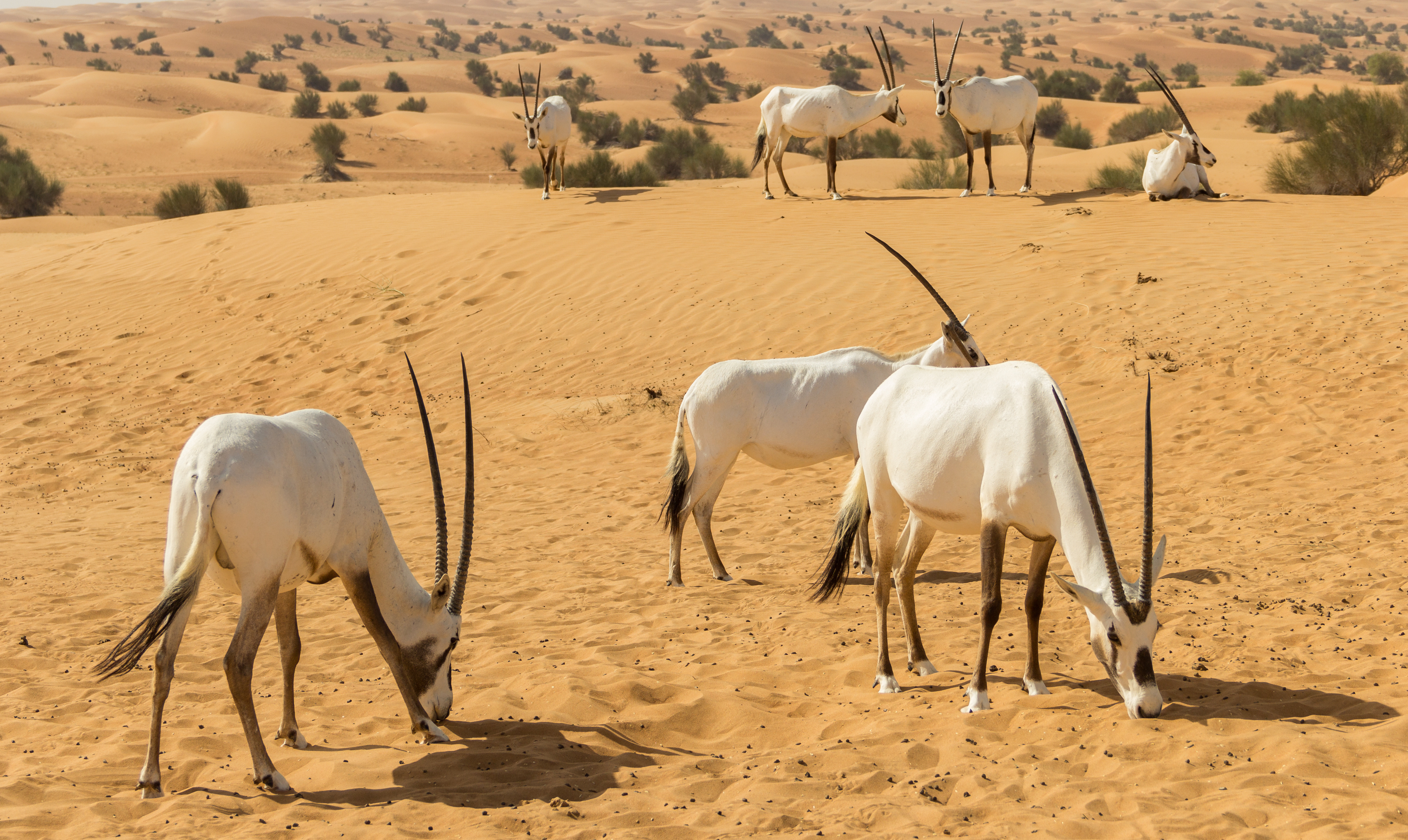 أبرز المحميات البيئية في السعودية