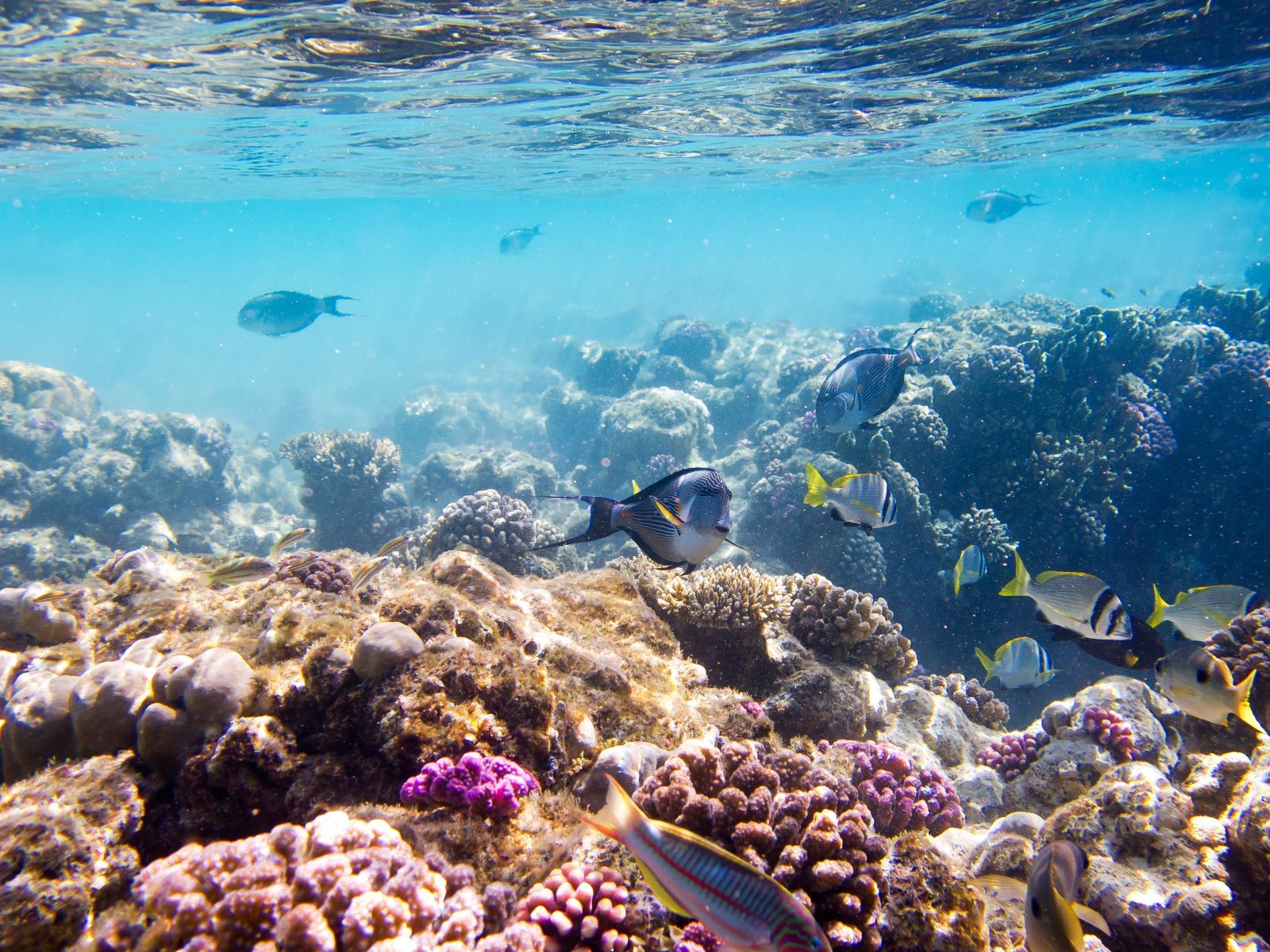 The Marine Wealth in The Red Sea